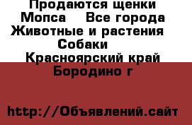 Продаются щенки Мопса. - Все города Животные и растения » Собаки   . Красноярский край,Бородино г.